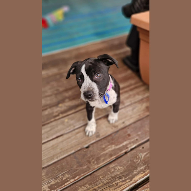 Photo of Maya   9 Week Old Cattle Dog X