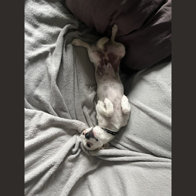 Photo of Bolt