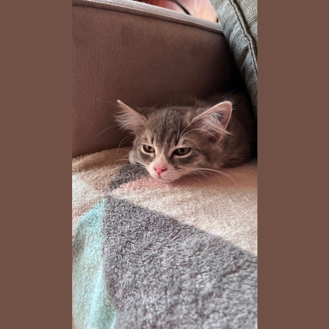 Photo of Cinder