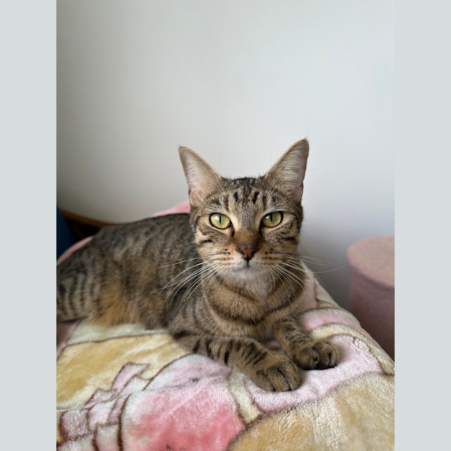 Photo of Mooncake