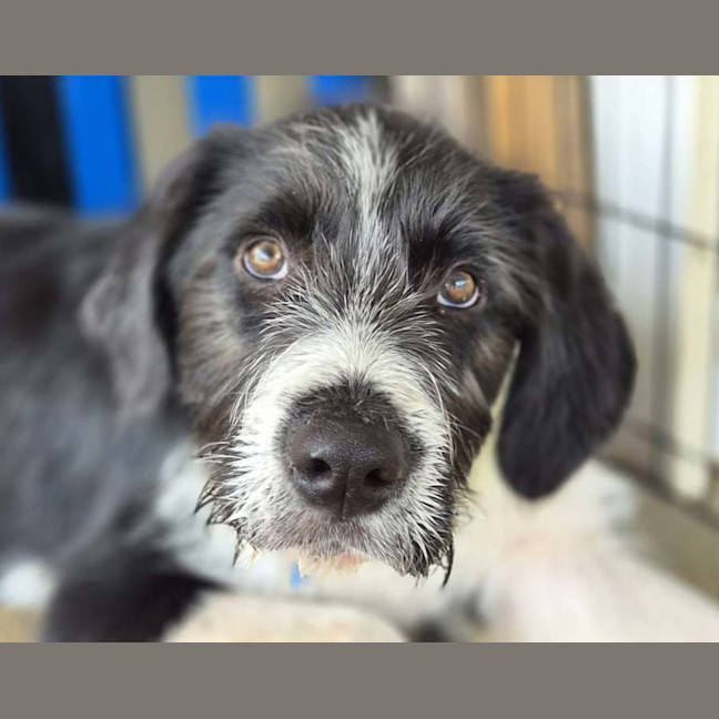 Photo of Sherlock