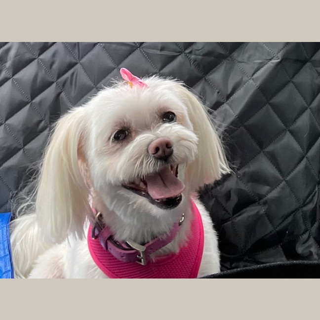 Photo of Phoebe   8 Year Old Maltese X Shih Tzu