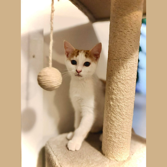 Photo of Pickles