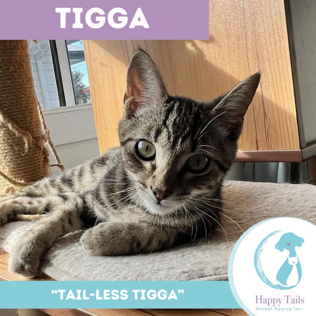Photo of Tigga