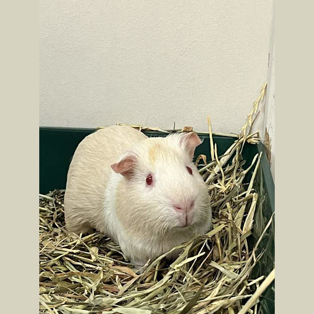 Photo of Krillin
