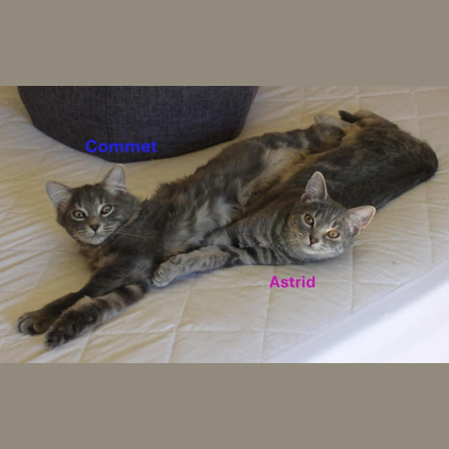 Photo of Comet