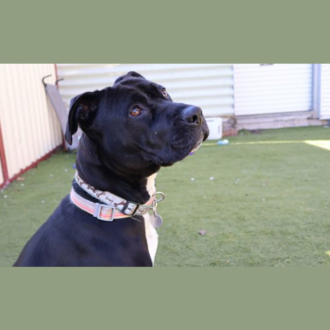 Photo of Gracie