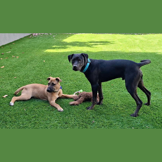 Photo of Freya   5 Month Old Staffy X