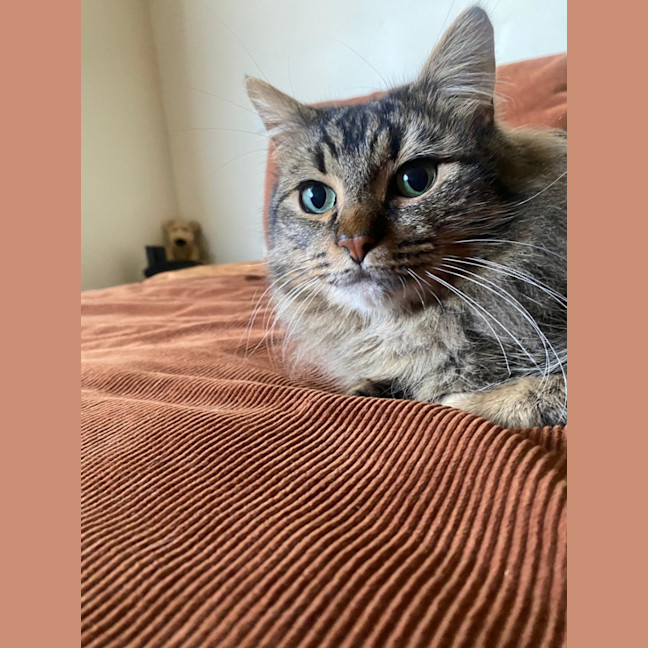 Photo of Bramble