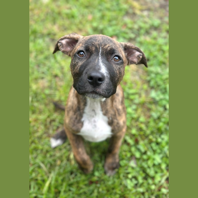 Photo of Pebbles