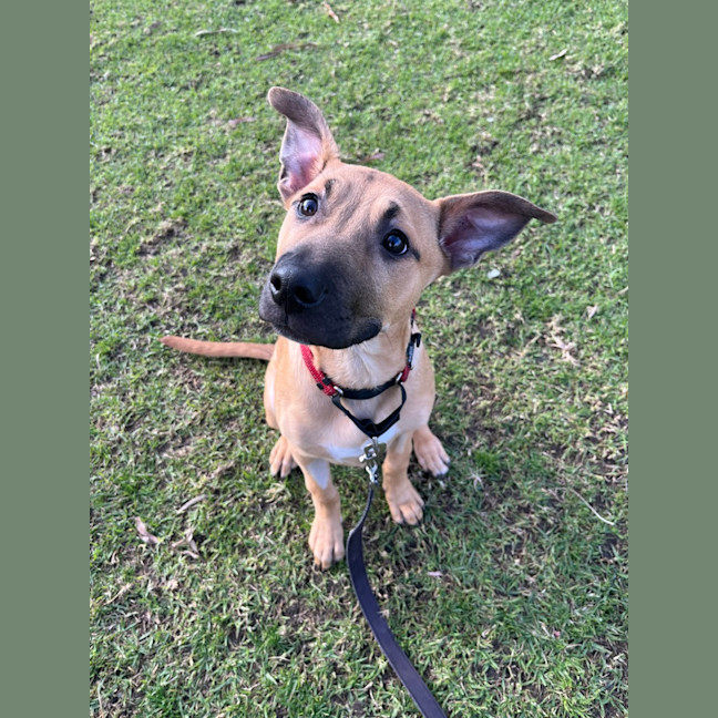 Photo of Rex