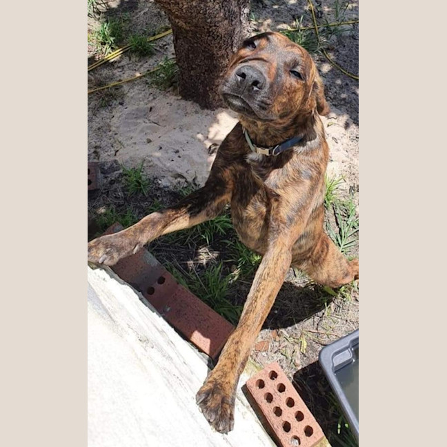 Photo of Sweetie