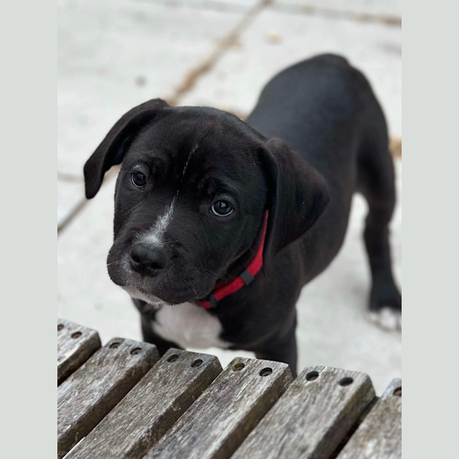Photo of Zuko   9 Week Old Staffy X