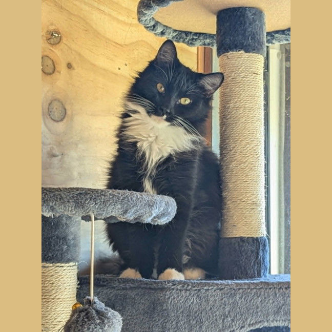 Photo of Opal *9 Lives Project Rescue*