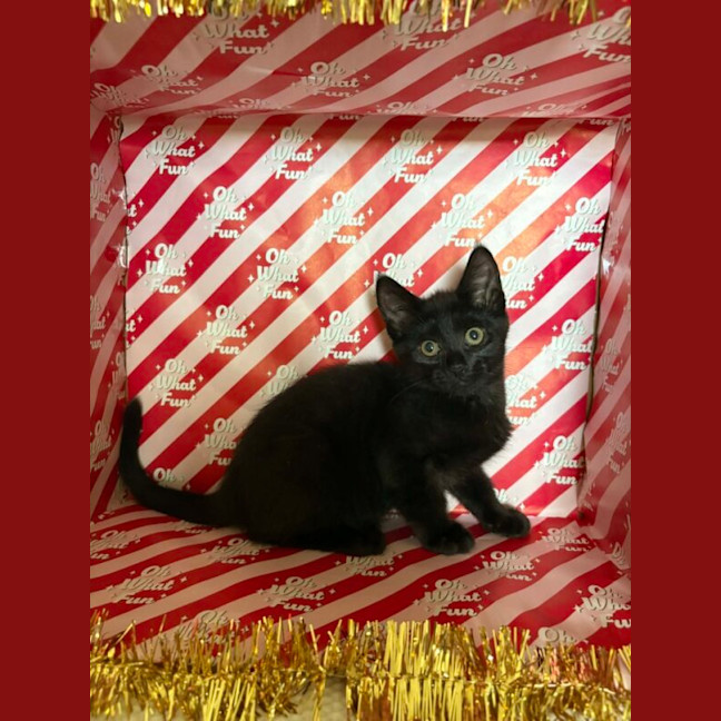 Photo of Sirius