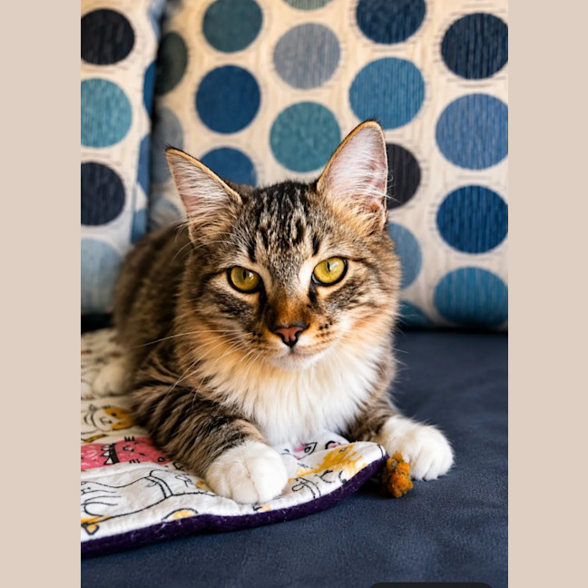 Photo of Scout