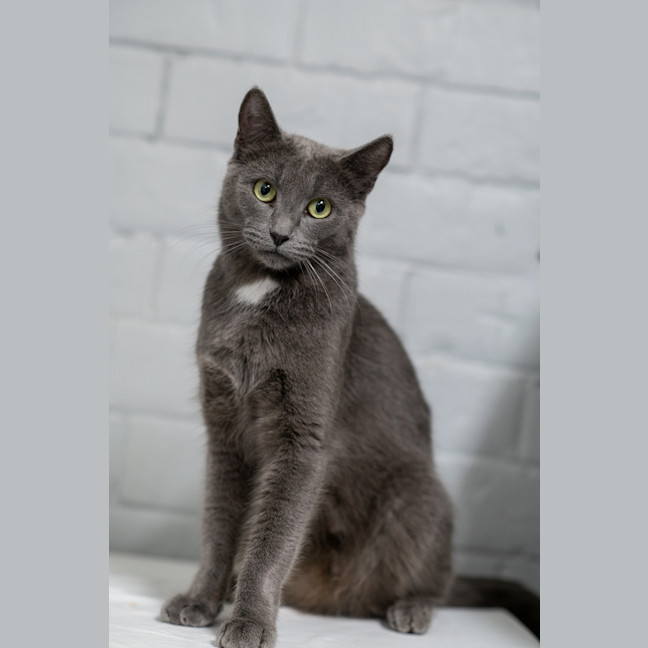 Photo of Lilac