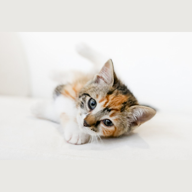 Photo of Rosie