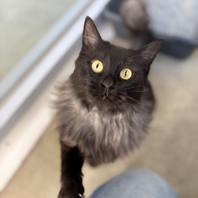 Photo of Nova