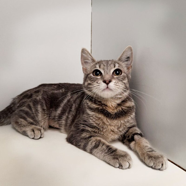 Photo of Brindlewisp