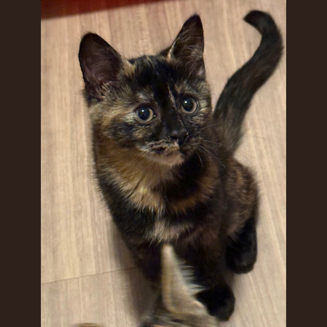 Photo of Luna 