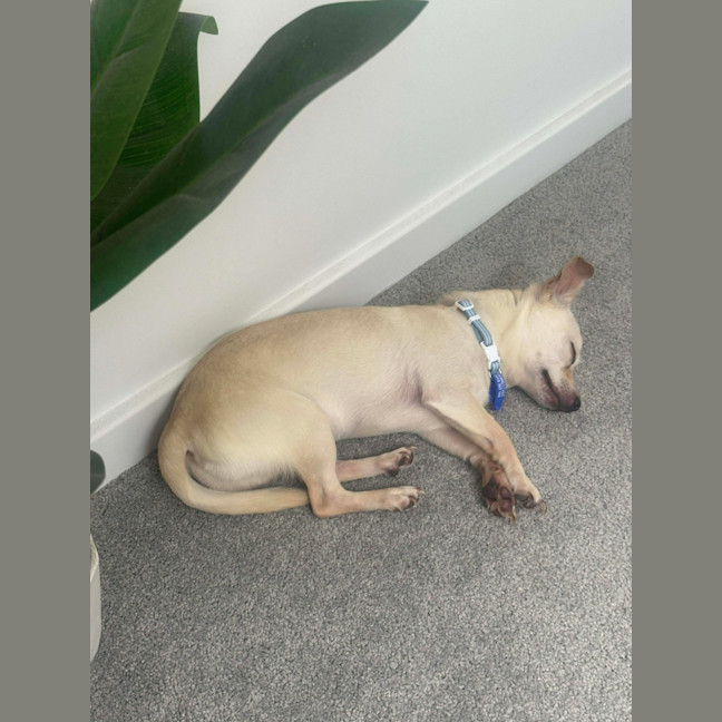 Photo of Huey   2 Year Old Chihuahua