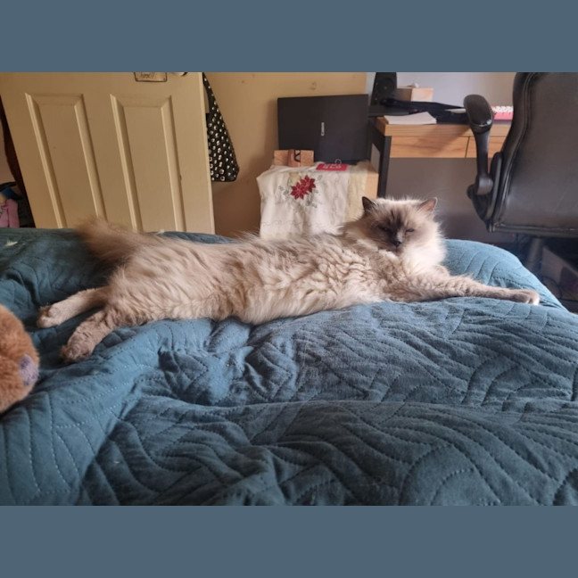 Photo of Selene & Voxie