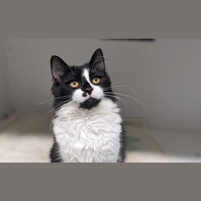 Photo of Willowbug