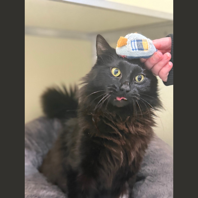 Photo of 🎲 Jeeves 6454 🎲