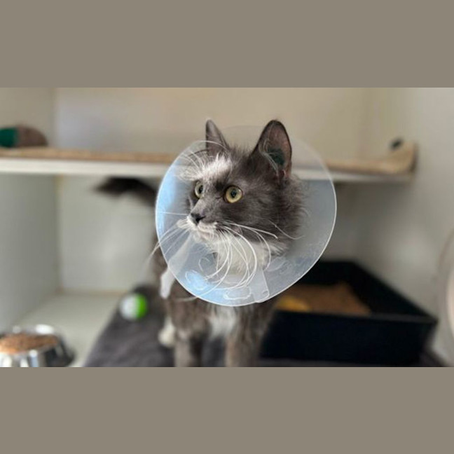 Photo of Biscuit