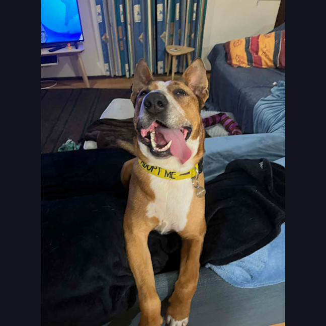 Photo of Frisbee