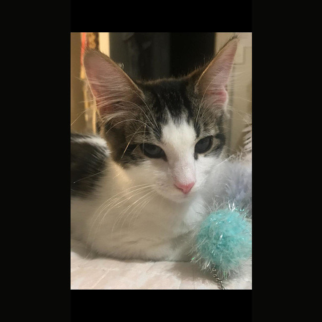 Photo of Jett