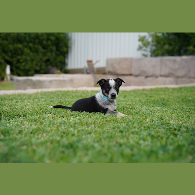 Photo of Roo   7 Week Old Cattle Dog X Kelpie