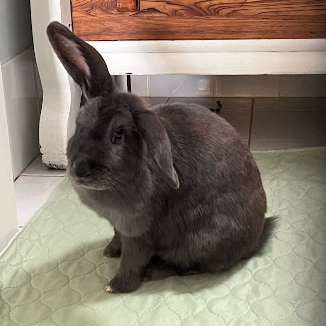 Photo of Trixie