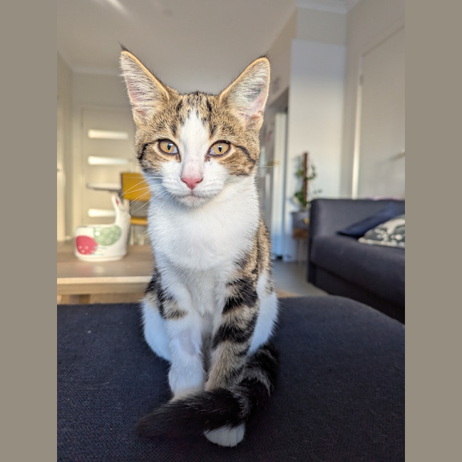 Photo of Ross Golden