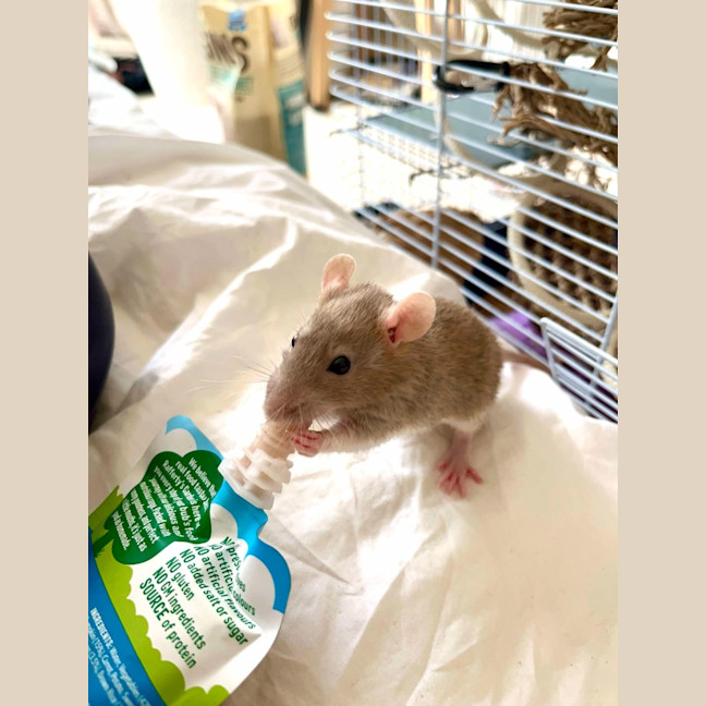 Photo of Sprig / Clover