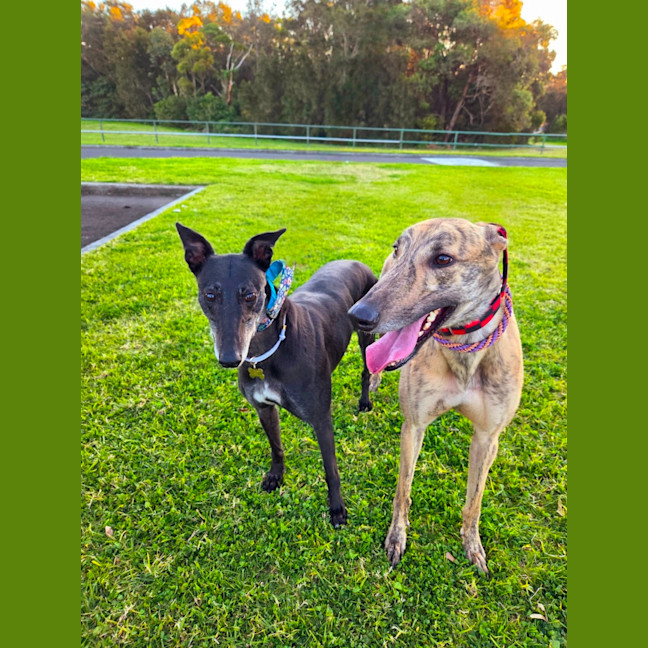 Photo of Jake, The Greyhound