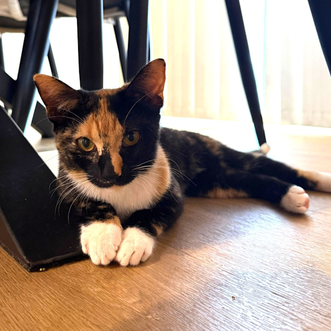 Photo of Elvie