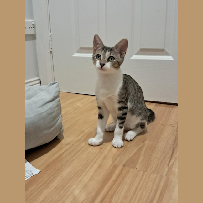 Photo of Willow