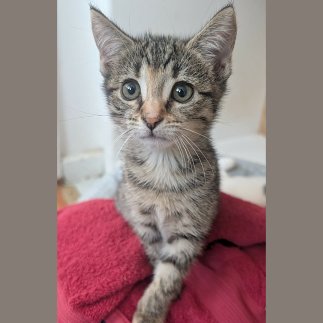 Photo of Dabba (Yabba Dabba Do)