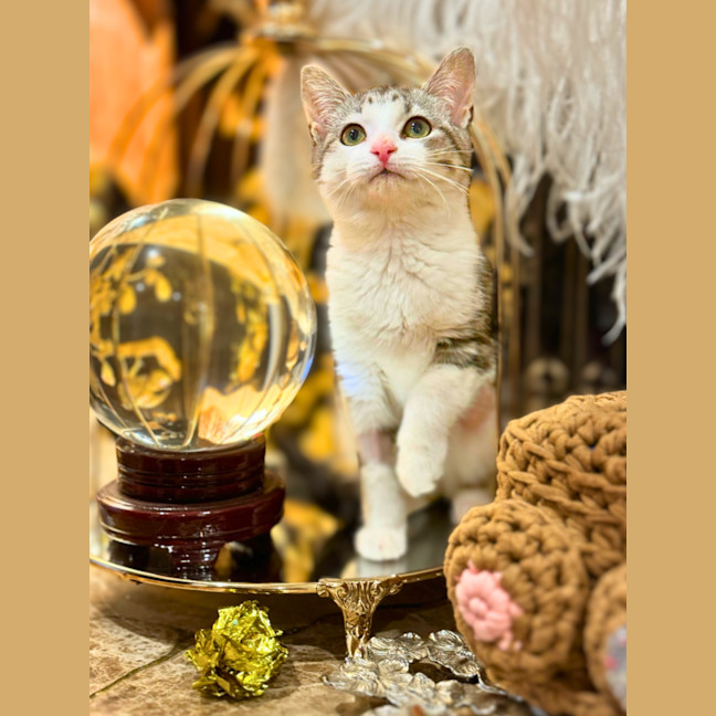 Photo of Petal
