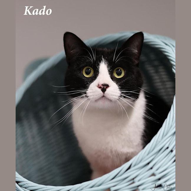 Photo of Kado