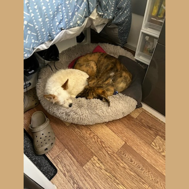 Photo of Tilly   8 Month Old Kelpie X