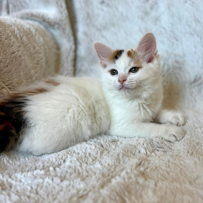 Photo of Geri   In Foster Care In Templestowe