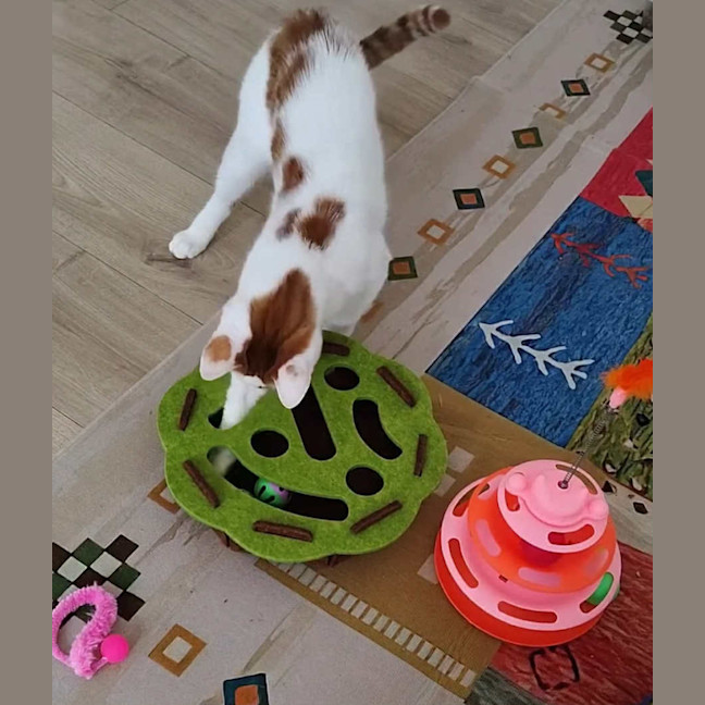 Photo of Ribbit 