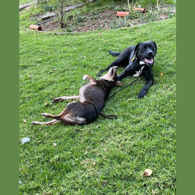 Photo of Loki