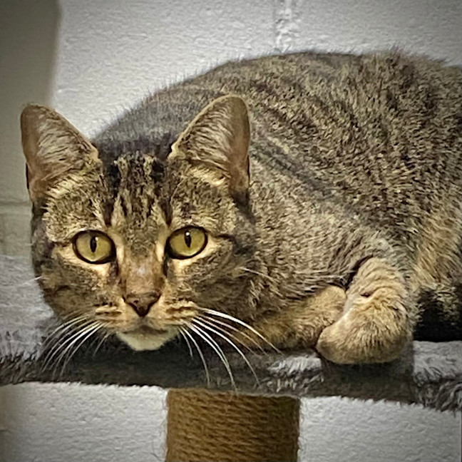 Photo of Clover