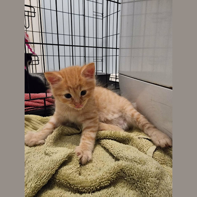 Photo of 😺 Garfield 😺