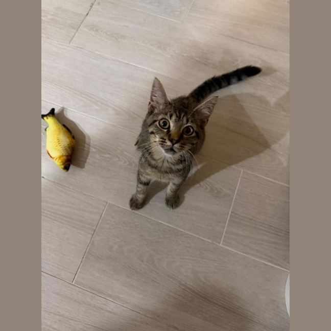 Photo of Teddy