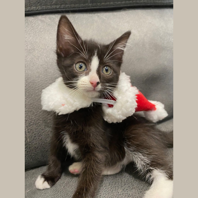 Photo of Miruku (Was Rice Bubble)